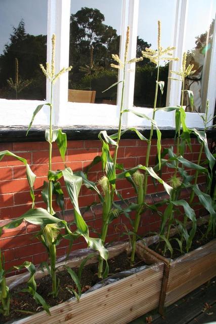 Small trough growing herbs